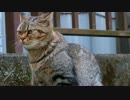 洋風なキジトラを見つけた