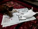 うちの猫：メイちゃんミクちゃん　４８　新聞バトル