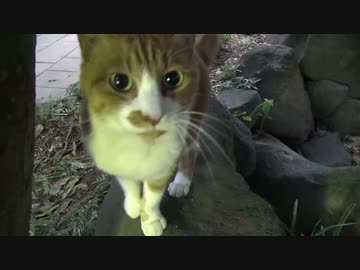 【公園猫戦争】老猫一家、一匹の猫により制圧される
