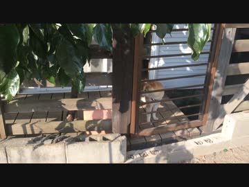 鉢庭