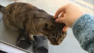 猫と戯れる　2日目