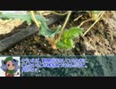 「ニコニコイチゴ講座」　第6回冬の準備　.mp4