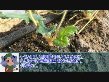 「ニコニコイチゴ講座」　第6回冬の準備　.mp4