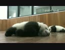 2015年10月24日中継のハイライト　萌萌（モンモン）の子は一人で寝返りを打つ。
