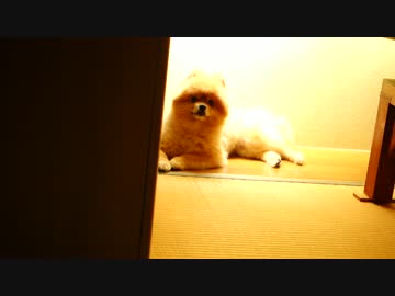 急にアルパカっぽくなるポメラニアン