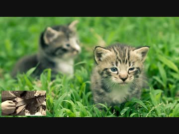 NHK連続テレビ小説【だんだん】の劇中歌【いのちの歌】をマンドリンで。