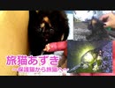 保護した子猫がやっと食べてくれた！