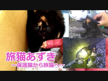 保護した子猫がやっと食べてくれた！