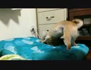 【Shiba】柴犬きなこがひたすらホリホリする動画