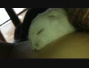 ハムスターにうでまくら