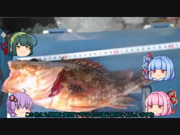 そうだ、釣りに行こう！!8/2泳がせ編