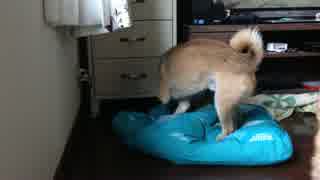 【Shiba】柴犬わらびがホリホリする動画