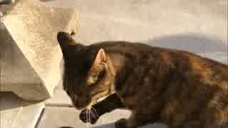 猫と戯れる　3日目