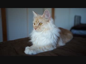 【#452】 ゆずを眺めるだけ　【猫万歳】