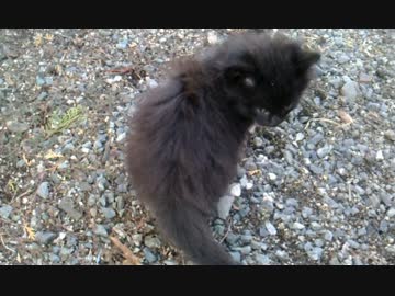 手乗り黒たぬき