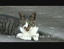 次代を担うはずの青年猫、はっちゃけて面倒くさい猫になる