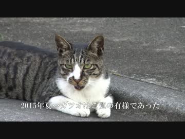 次代を担うはずの青年猫、はっちゃけて面倒くさい猫になる