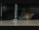 小猫ルゥ、棚の下で眠たさが限界に達して爆睡ですzzz