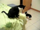 犬とケンカ