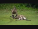 カンガルー、ヘッドロックで敵をしめ落とす