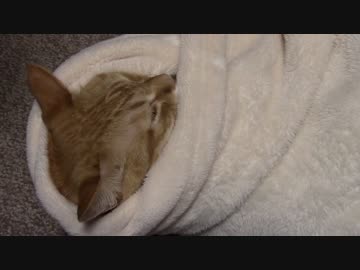 拾いねこ＠生後1210/1177日目　手巻きアコにょん