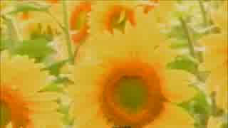 【カラオケ】　ひまわりの小径　チェリッシュ　《off vocal》