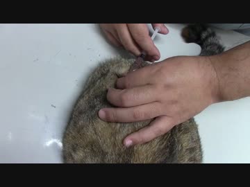 拾いねこ＠生後1211/1178日目　お注射回、月音さんのワクチン接種。