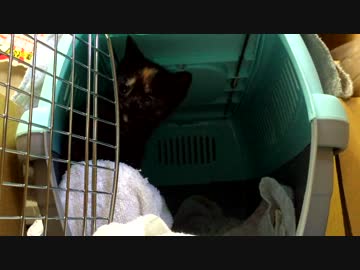 【癒し】 今日の子猫　下からのアングルも可愛い　