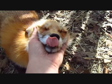 甘えるキツネ４