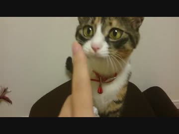 ねこに「あっちむいてほい」で100％勝つ方法