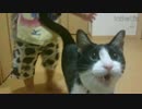 [初日]玄関変わって2秒でにゃんこ