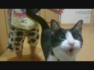 [初日]玄関変わって2秒でにゃんこ