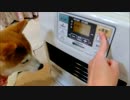 柴犬ひかりが温風を浴びるまで