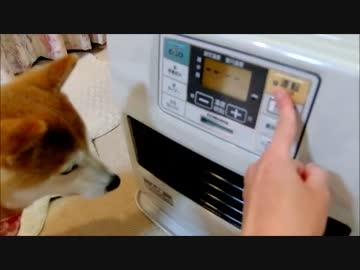 柴犬ひかりが温風を浴びるまで