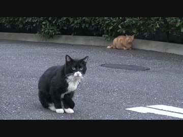 アホ猫、教育される
