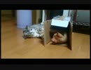 【猫】箱入りにゃんこ【癒し】