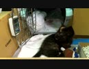 ぬいぐるみを虐待する子猫