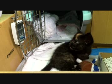 ぬいぐるみを虐待する子猫