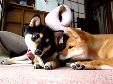 柴犬ゆずりょう、芋ほり初体験！（１５年１０月３０日）