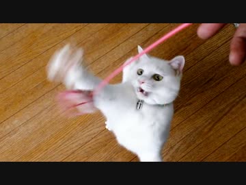 【里親募集】僕と契約して飼い主になってよ。【ホイップちゃん編】