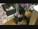 お猫さま、ヤモリの脱皮を見守る の巻