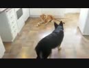 【ワロタ】虎vs犬