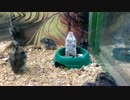 後ろに倒れるハムスター