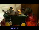 【チンチラ】ジャック・オ・ランタンとLUCKファミリー♪