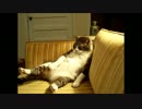 人生に疲れた猫