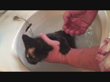 【癒し】 子猫を洗ってみたら、もう大騒ぎさ＾＾；