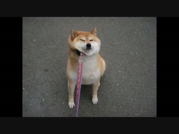 イマオレタノシイ／Elsamaria