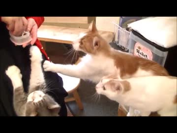 猫カフェでエサやりしたら大変なことになった