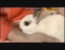 せいゆうさんとどうぶつ