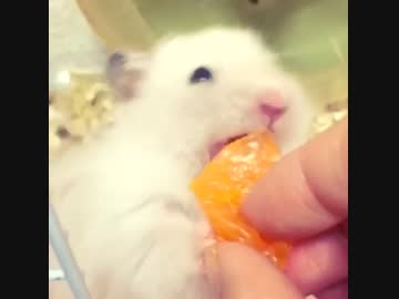 ハムスターにミカン食べさせてみた